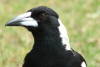 magpie