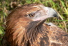 wedge tailed eagle