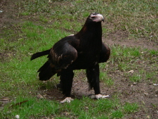 The Wedge-tail