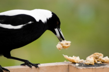 The White-backed Magpie
