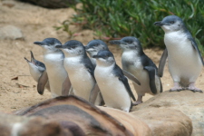 Fairy Penguins