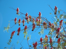 Galahs