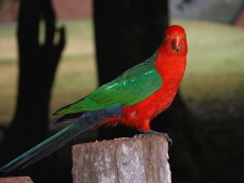 The King Parrot