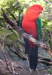 king parrot