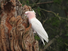 Major Mitchell Cockatoo