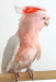 major mitchel cockatoo