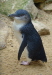 fairy penguin