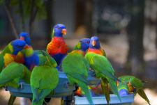 Rainbow Lorikeets