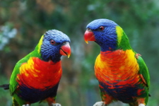 The Rainbow Lorikeet