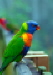 rainbow lorikeet