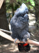 Male Red Tailed Black Cockatoo