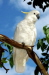 sulphur-crested cockatoo