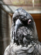 White Tailed Black Cockatoo