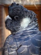 White Tailed Black Cockatoo