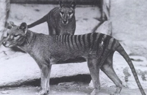 Thylacines (Tasmanian Tigers)