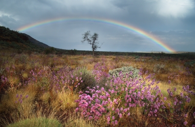 Beautiful Rainbow & Wildflowers