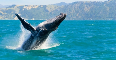 Whale Watching On The Great Barrier Reef Australia
