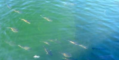 Fish - Manbana Hatchery Broome Western Australia