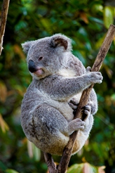 Australian Koala