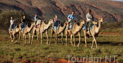 Catch The Camel Train At Uluru-Kata Tjuta National Park World Heritage Area