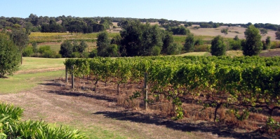 Vineyard of the Margaret River Western Australia