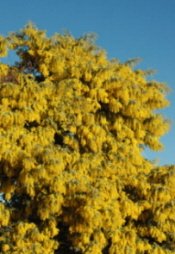 The Golden Wattle