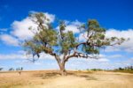 Coolibah Tree