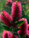 Bottlebrush