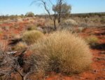 Spinifex