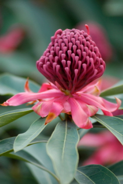 Waratah