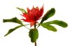 Waratah