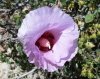 Sturt's Desert Rose