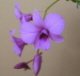 Cooktown Orchid