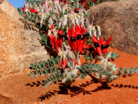 Sturts Desert Pea