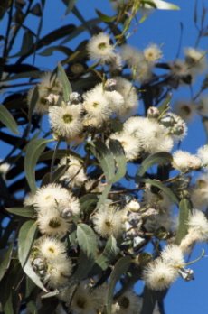 Tasmanian Blue Gum