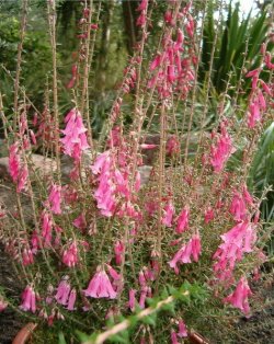 Common (pink form) Heath