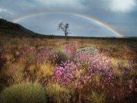 Western Australia Wildflowers and Rainbow