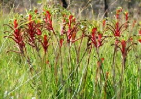 Red and Green Kangaroo Paw