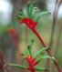 Red and Green Kangaroo Paw