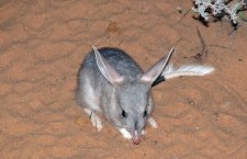 Bilby