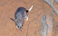 Australian Bilby