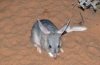 bilby