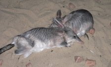 Bilbies