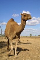 Australian Camel