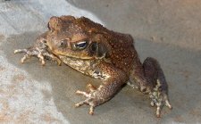 Cane Toad