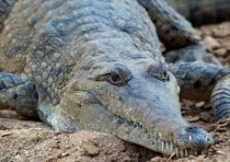 Freshwater Crocodile