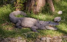 Australian Saltwater Crocodile