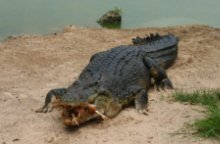 Saltwater Crocodile