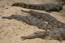 Freshwater Crocodiles