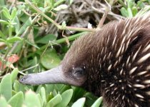 The Echidna